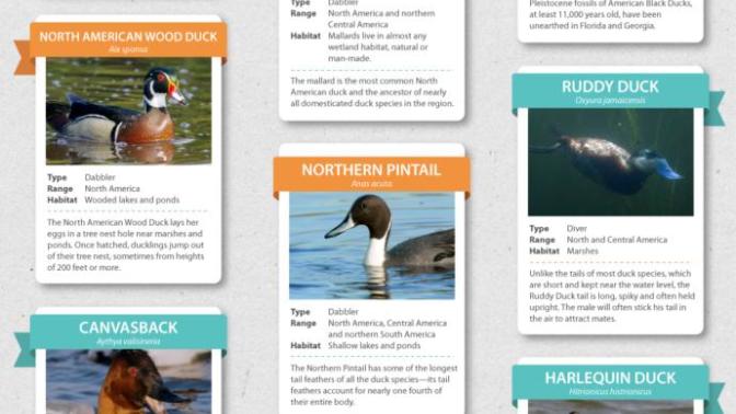 What's your favourite type of Duck?