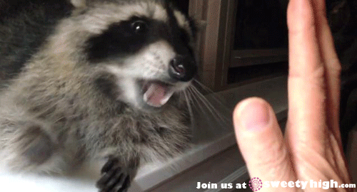 Racoons? yay or nay?
