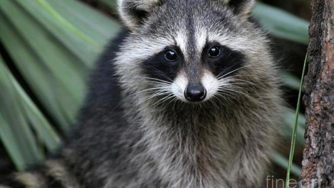 Racoons? yay or nay?