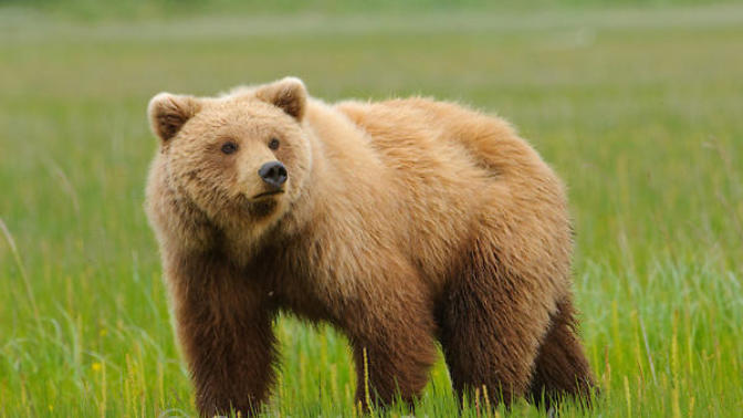 GRIZZLY BEAR VS SILVERBACK GORILLA, Who would win in a fight?
