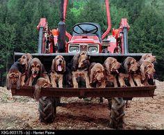 Which puppies are the cutest part 2?