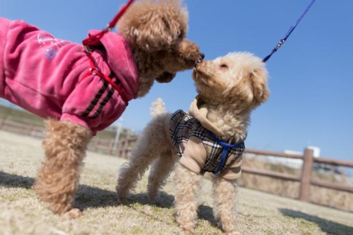 Which puppies are the cutest part 2?