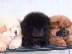 Which puppies are the cutest part 2?