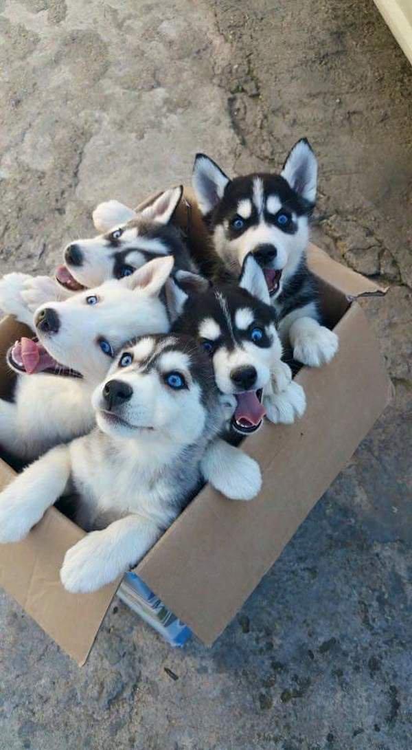 Which puppies are the cutest part 2?