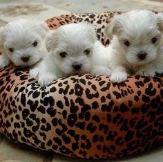 Which puppies are the cutest part 2?