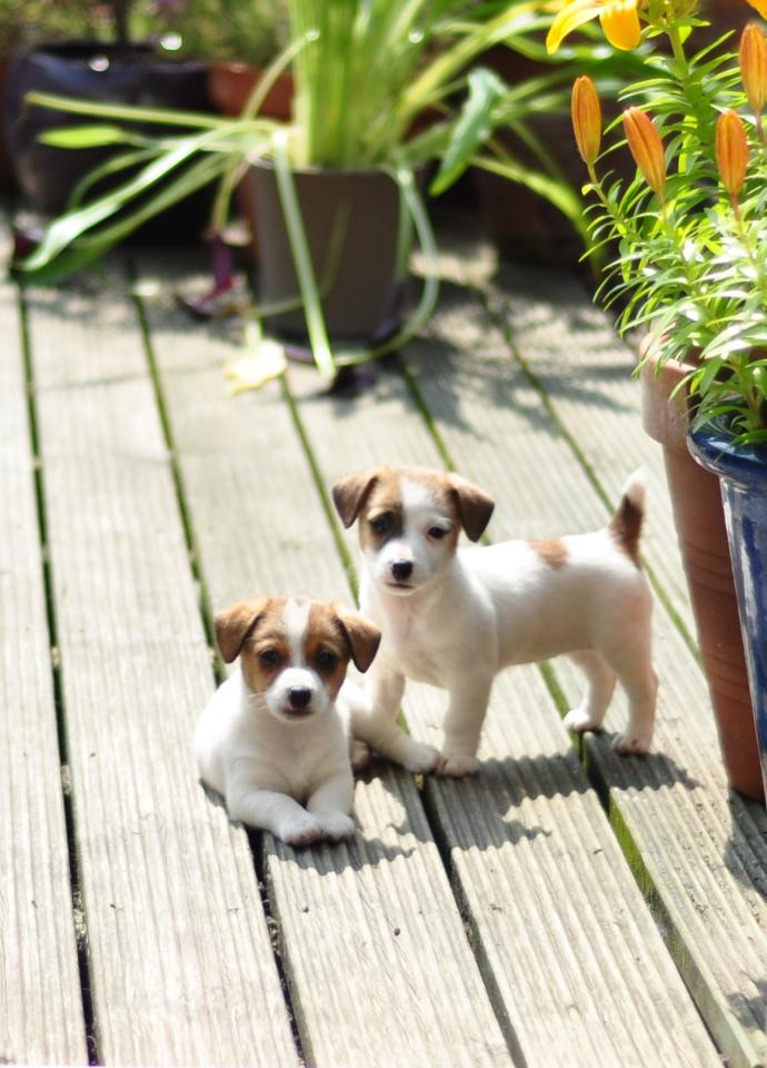 Which puppies are the cutest part 2?