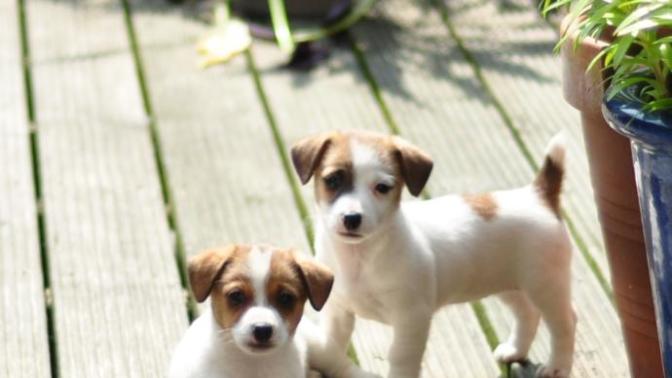Which puppies are the cutest part 2?
