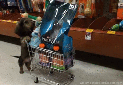 When shopping for groceries, do you use a basket, cart/trolley or a reuseable grocery bag?