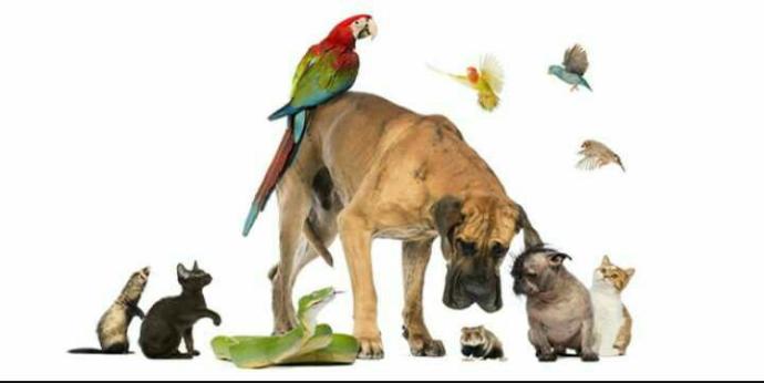 Animals or children??