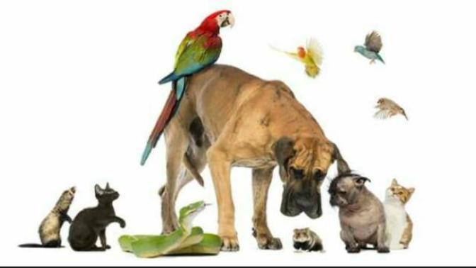 Animals or children?