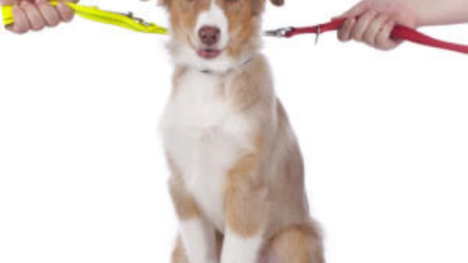 My Friend Is A Bitch, She Took Away Her Husbands Dog In Divorce?