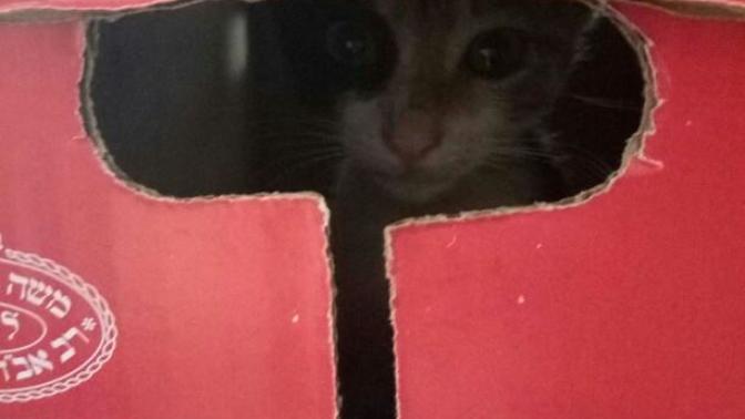 I saved a kitten and we are keeping her help please?