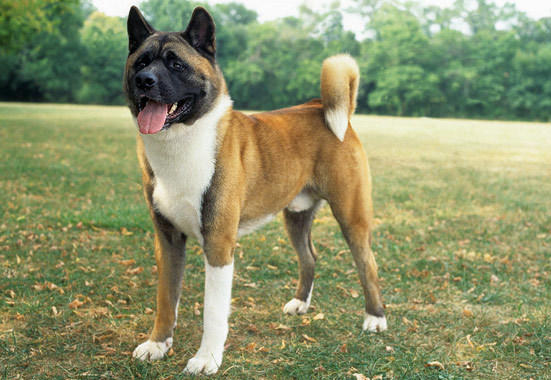 What is your favorite dog breed?