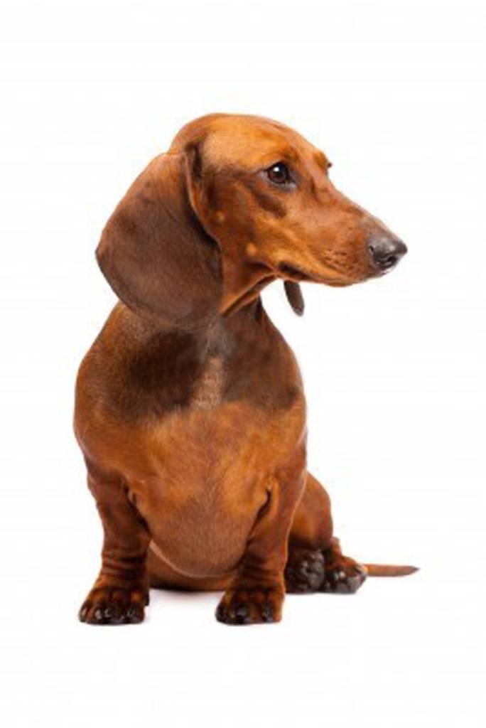 What is your favorite dog breed?