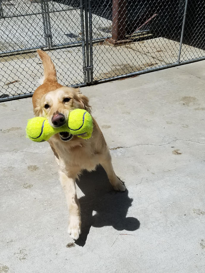 What is your favorite dog breed?