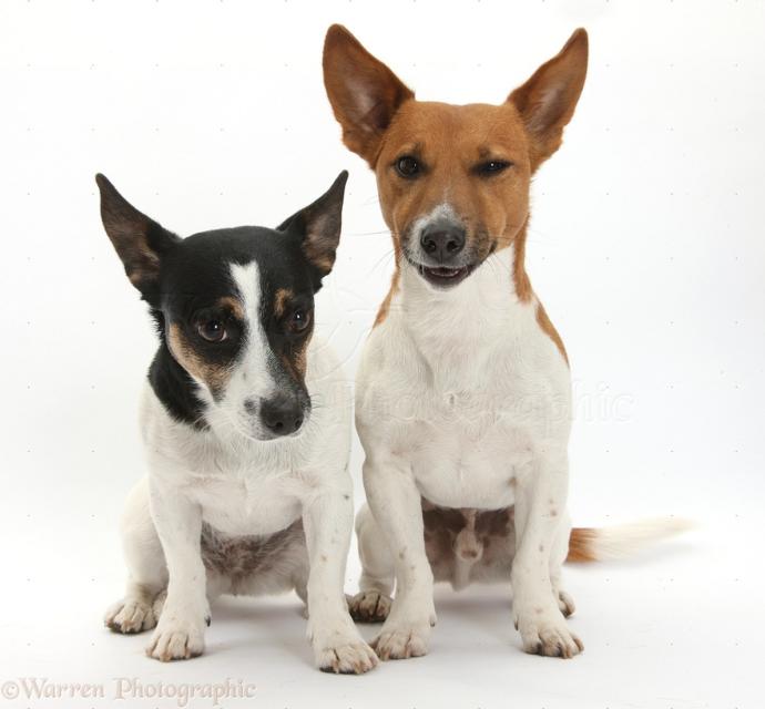 What is your favorite dog breed?