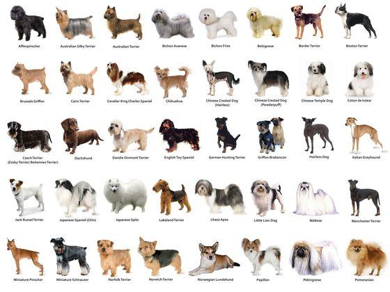 What is your favorite dog breed?