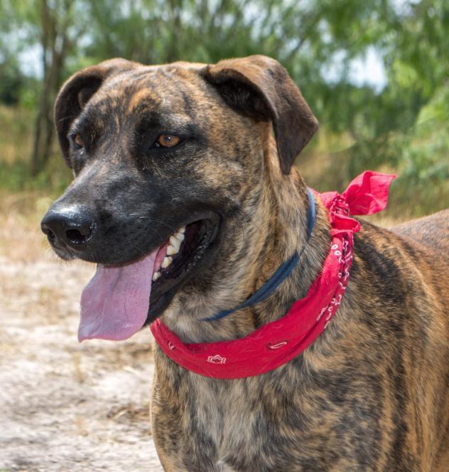 What is your favorite dog breed?