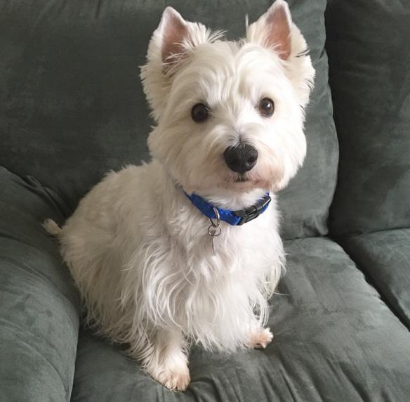 What is your favorite dog breed?