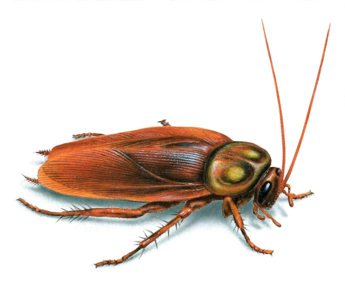 Have you ever had a cockroach infestation?