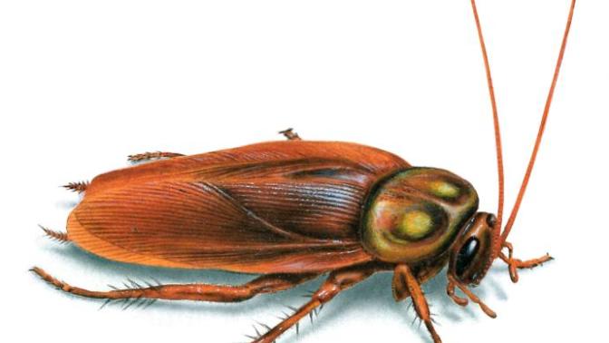 Have you ever had a cockroach infestation?