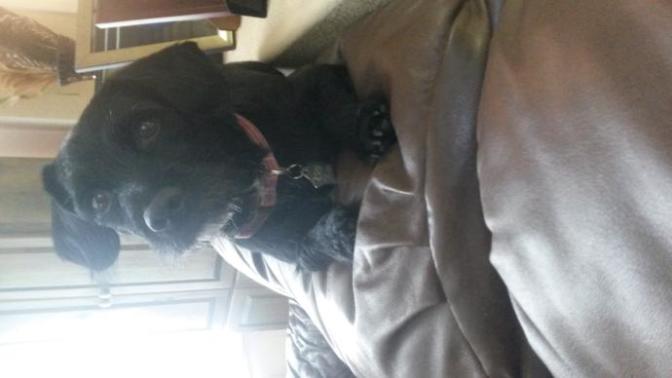 What are some cute/funny things your dog, cat, whatever animal, do?