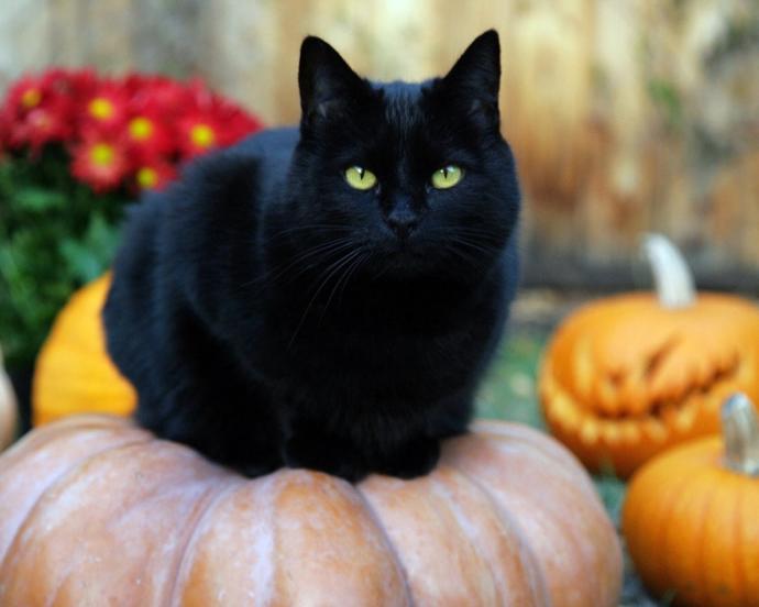 A black cat ran in front of my vehicle! Does this mean bad luck?