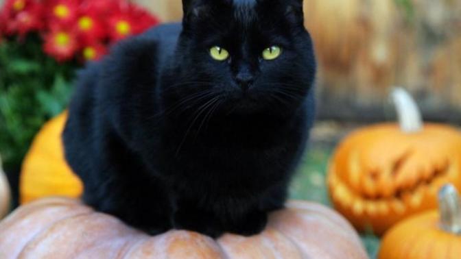 A black cat ran in front of my vehicle! Does this mean bad luck?