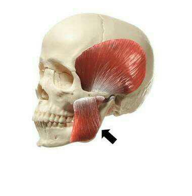 How can I build more masseter muscle??