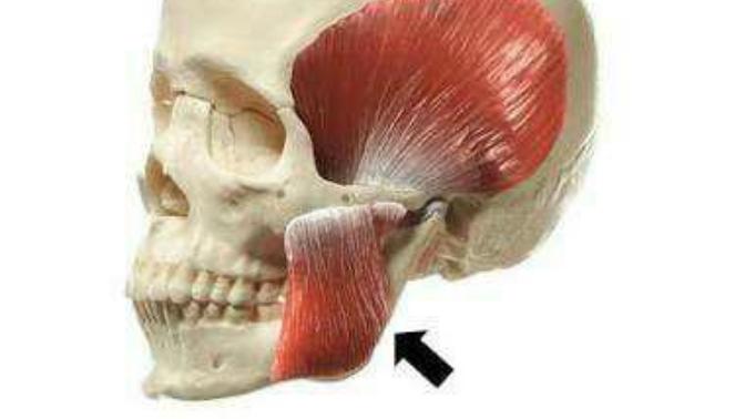 How can I build more masseter muscle?