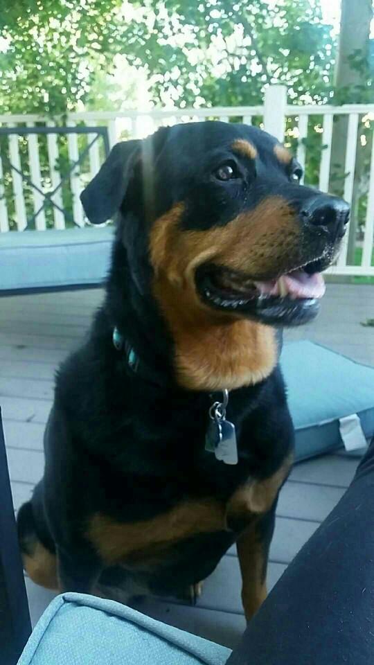 Why do dogs like rottweilers and pitbulls get such a bad rap??