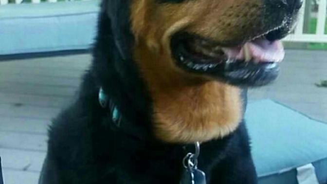 Why do dogs like rottweilers and pitbulls get such a bad rap?