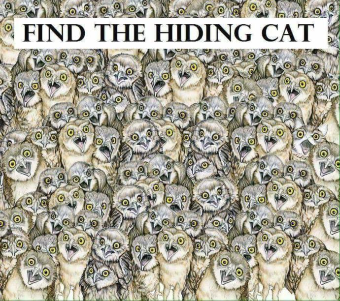 Can you find the hidden cat?