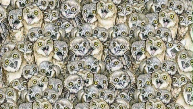 Can you find the hidden cat?