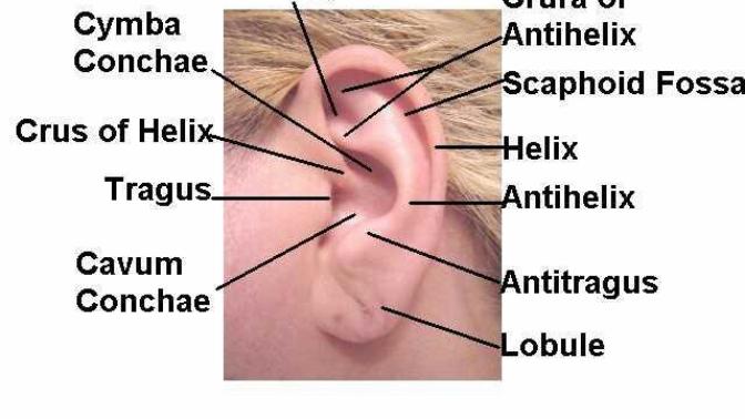 My ears are always dirty?