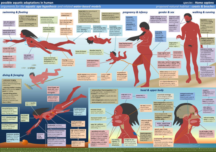 Aquatic Ape Theory - your thoughts?