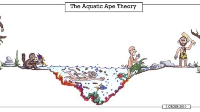 Aquatic Ape Theory - your thoughts?