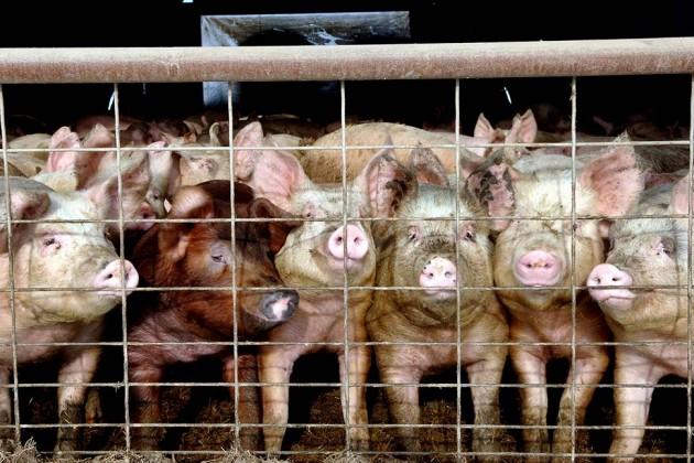 Do you care how animals are treated before they are slaughtered for consumption?