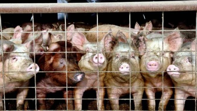 Do you care how animals are treated before they are slaughtered for consumption?