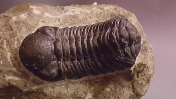 What do you think of my new trilobite fossil?