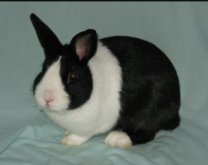 What breed of rabbit  do you prefer?