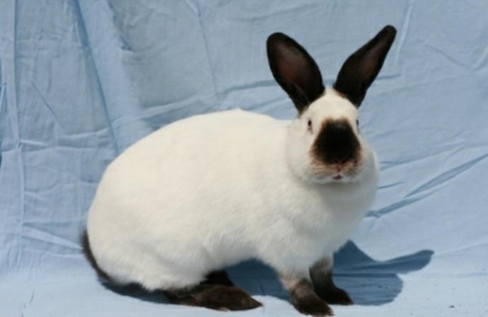 What breed of rabbit  do you prefer?