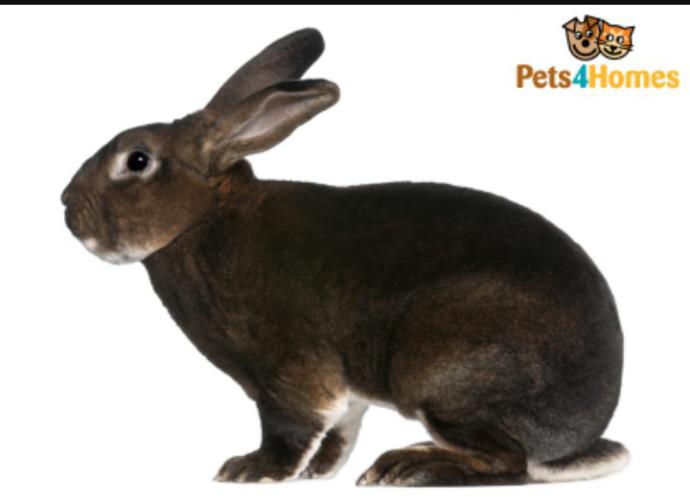 What breed of rabbit  do you prefer?