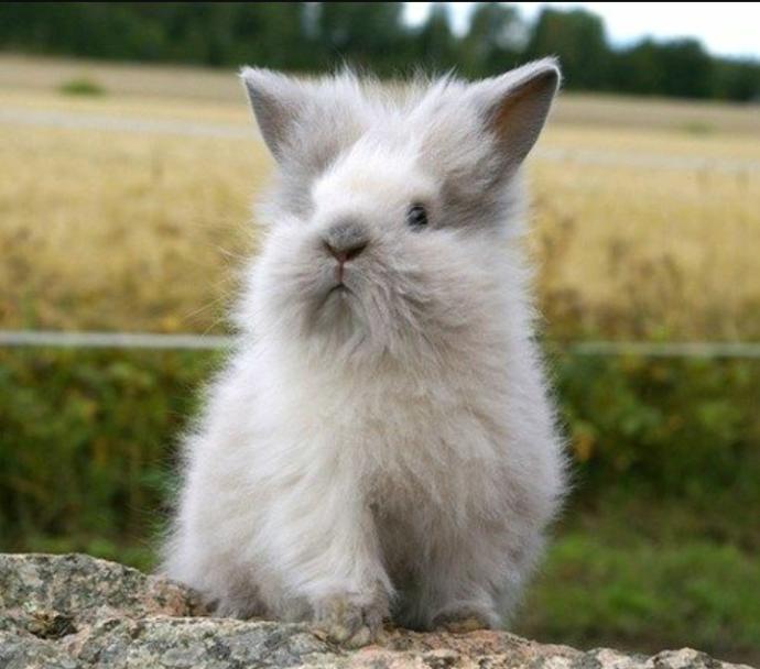 What breed of rabbit  do you prefer?