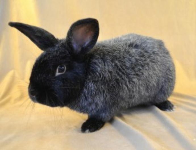 What breed of rabbit  do you prefer?