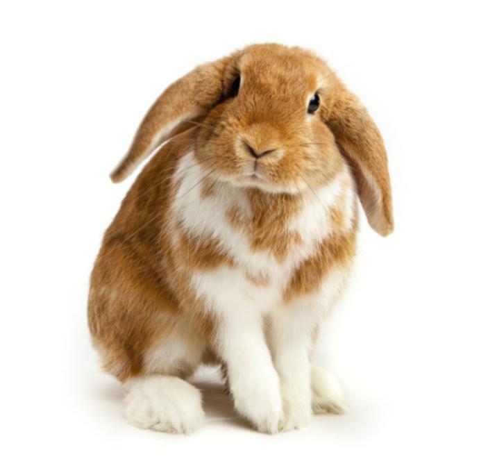 What breed of rabbit  do you prefer?