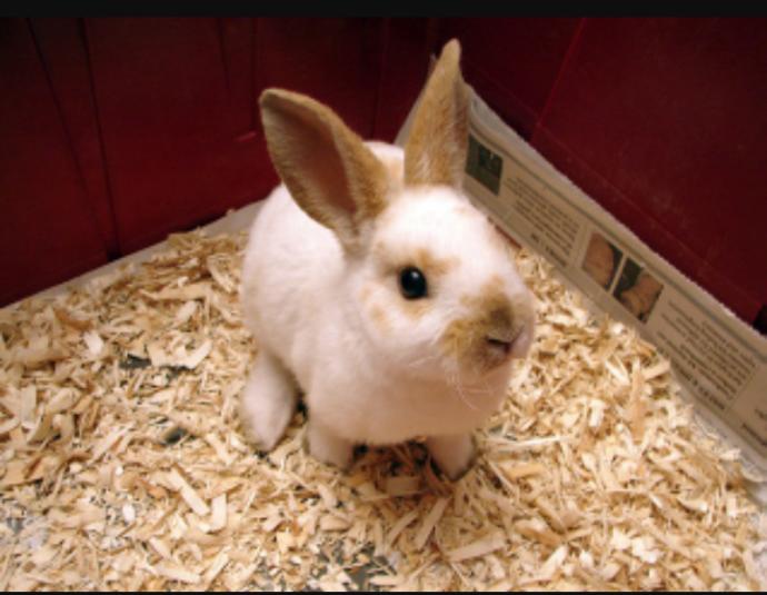 What breed of rabbit  do you prefer?