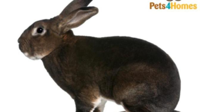 What breed of rabbit do you prefer?