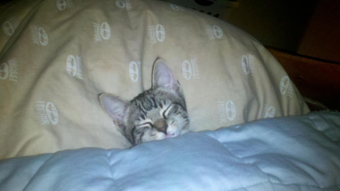If you have pets that sleep in bed with you, what do you do when your SO spends the night?