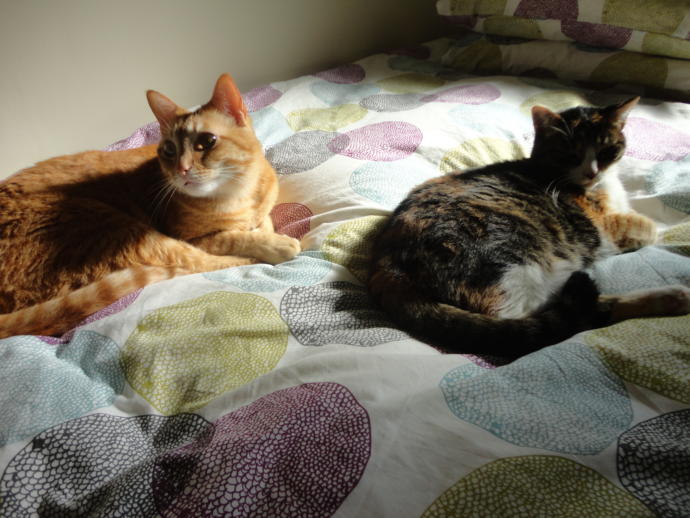 If you have pets that sleep in bed with you, what do you do when your SO spends the night?